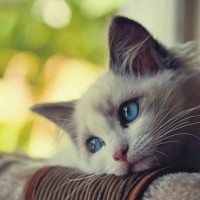 Avatar của Võ Thị Thu
